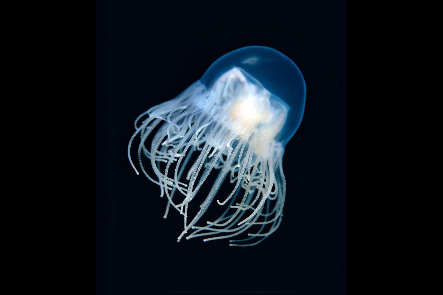 Дальневосточная медуза крестовичок