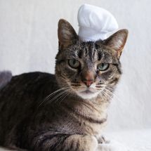 Miss Maddy Makes Chef Hat For Cats