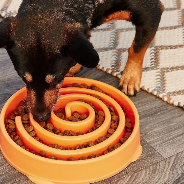 puzzle dog bowl