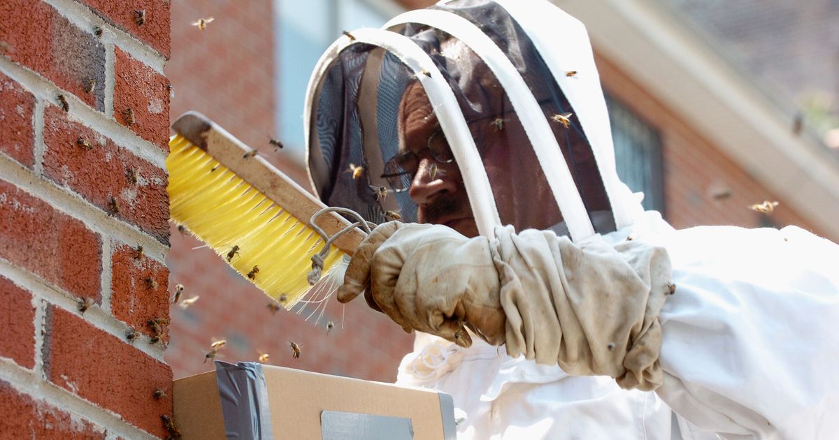 The NYPD’s Former Bee Guy Briefly Comes Out of Retirement, Takes Swipe ...