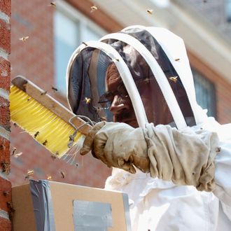 NYPD beekeeper Anthony Planakis trying to remove bees from b