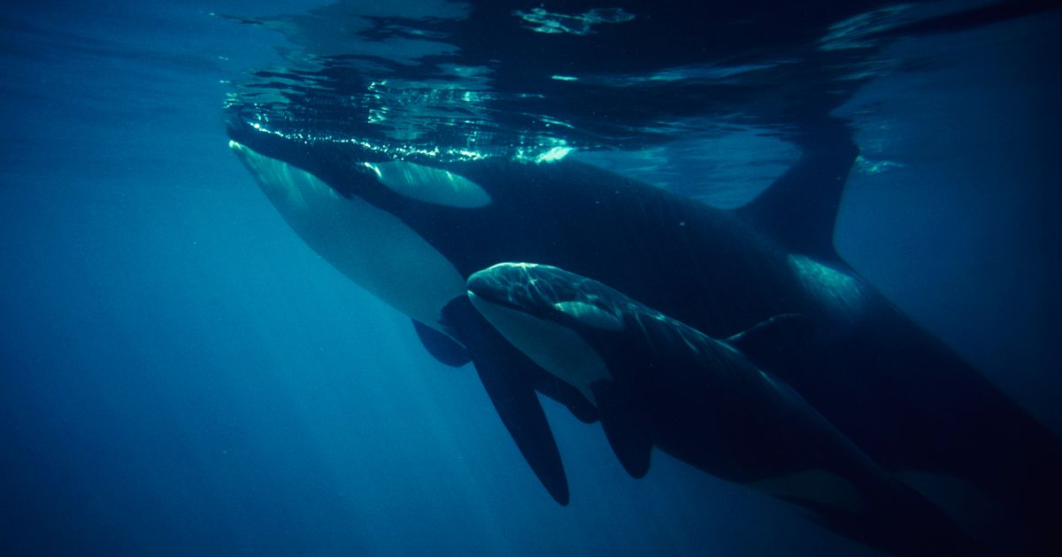 Baby Orca Born to Seattle’s Killer Whales Restores Hope, Joy