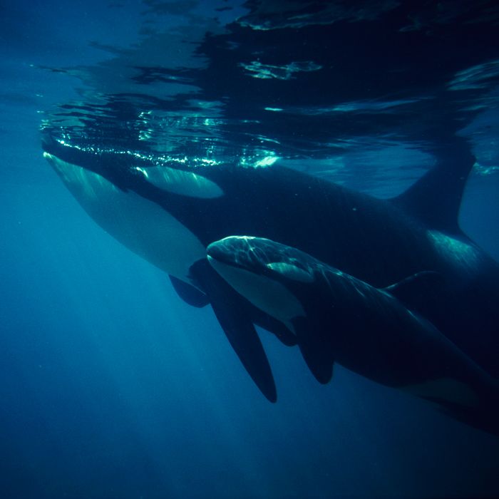 baby-orca-born-to-seattle-s-killer-whales-restores-hope-joy