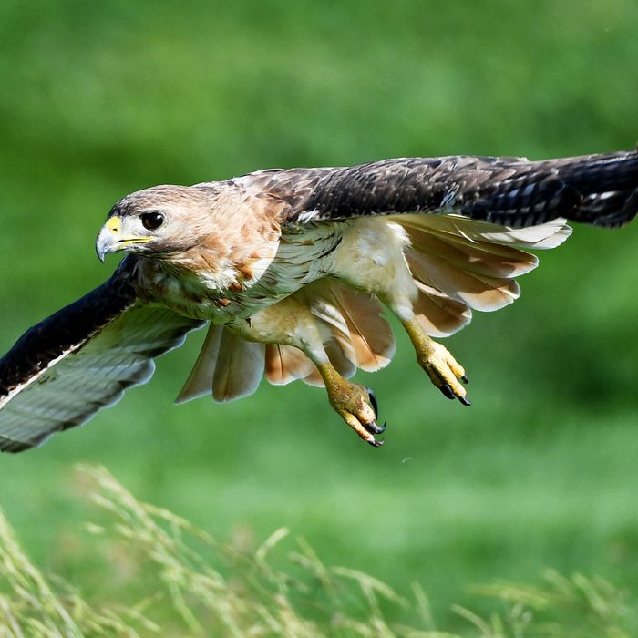 Red-tailed hawk.