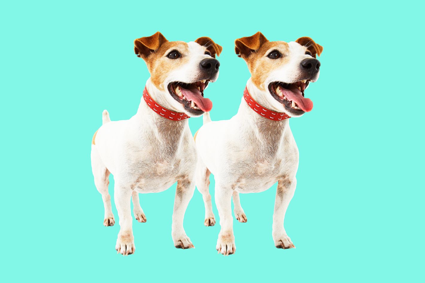Pet Cloning Won't Give You Your Dog Back -- Science of Us