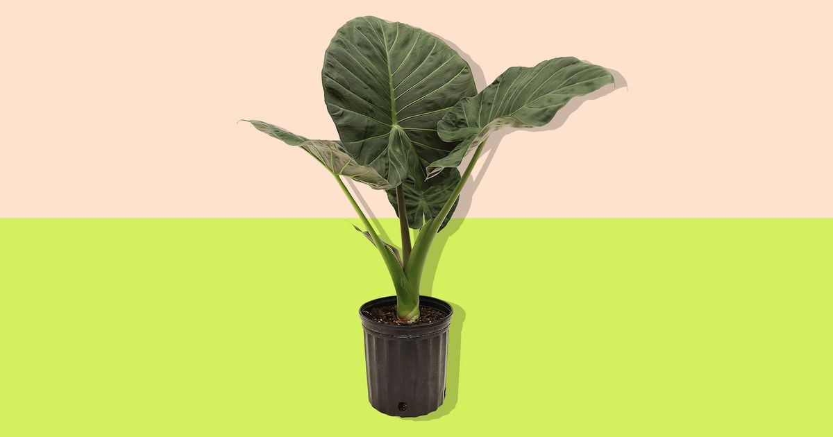 Amazon Plant Store Sale 2018 The Strategist