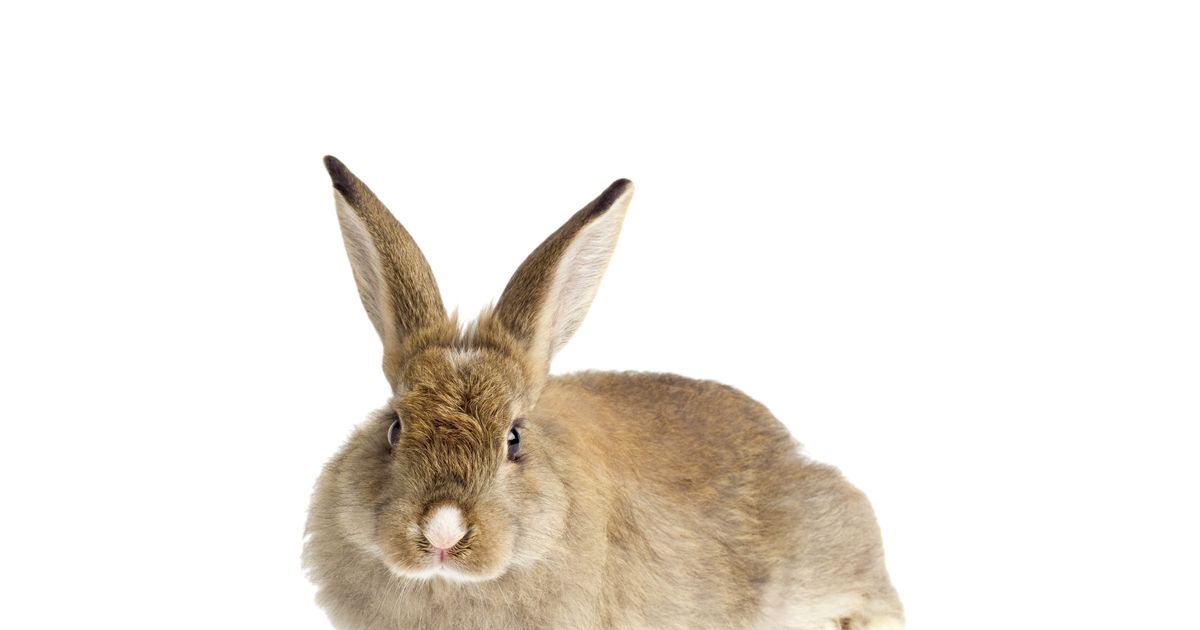 German Rabbit Breeders Are Pissed At Pope Francis