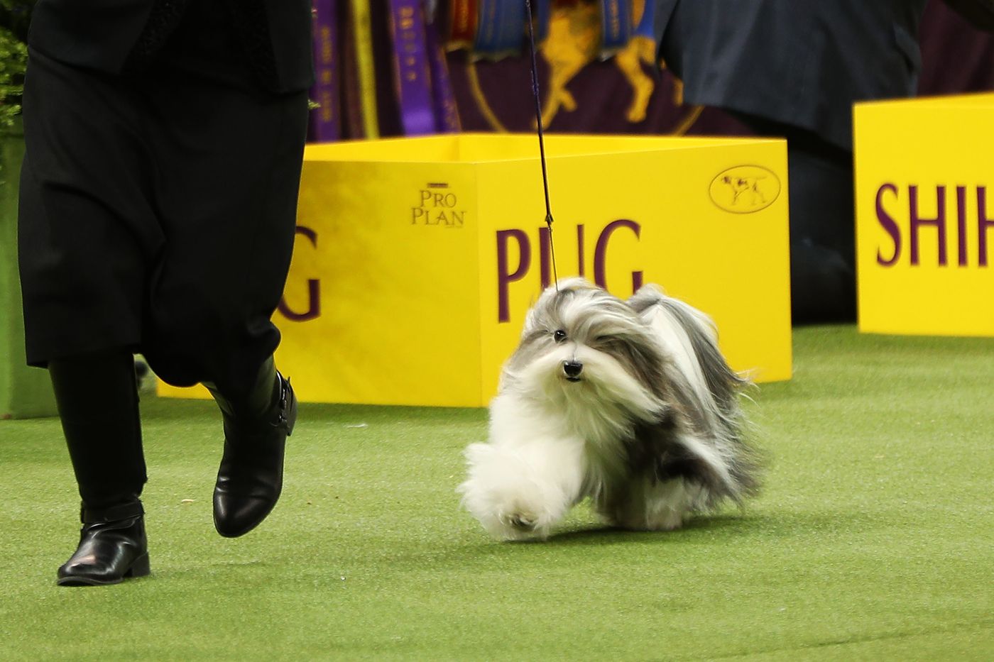 Westminster dog show 2019 hot sale havanese