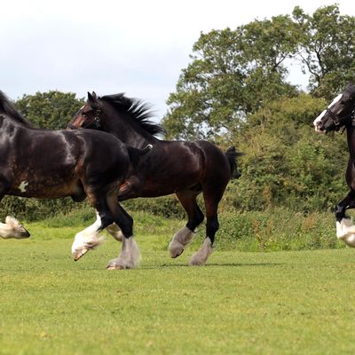 Abandoned and aging horses may be turned into meat.