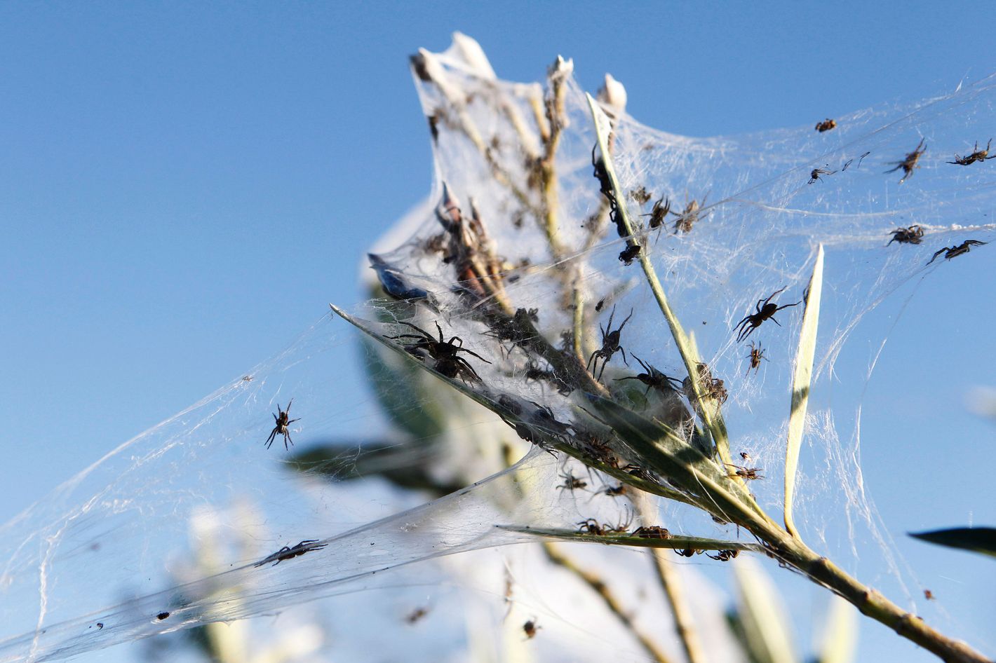 Spiders in Australia: Baby Spiders Are Raining Down