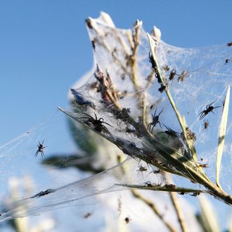 Yep, It Was Literally Raining Spiders And Spider Webs In Australia (Photos)