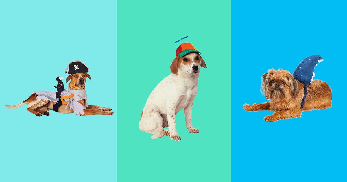 16 Easy DIY Dog Costume Ideas To Try This Halloween