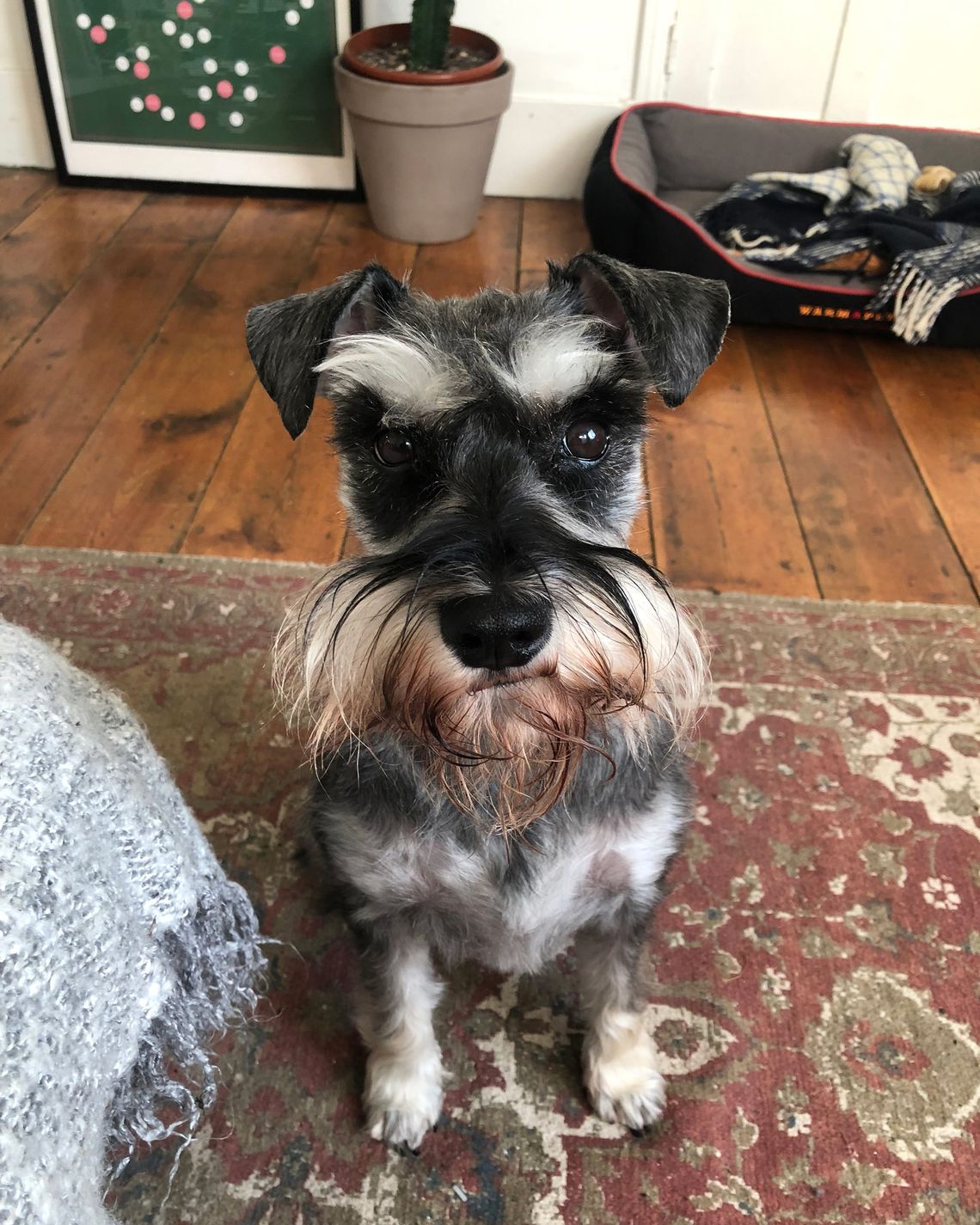 why does my schnauzer stink