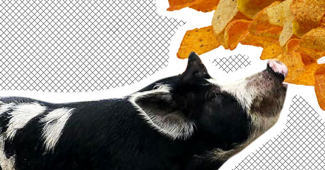 Pig Lured Home With Trail of Doritos