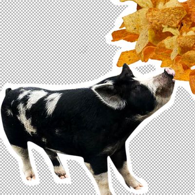 Pig, Doritos.