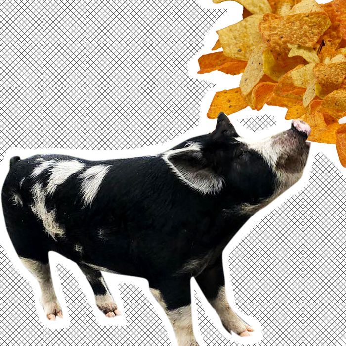 Pig, Doritos.