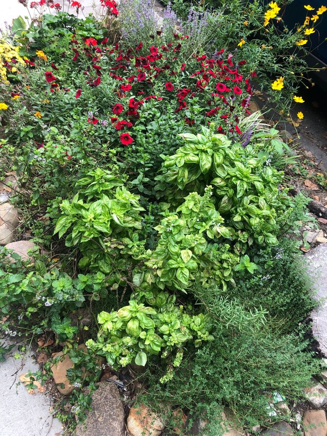 New York City’s Tree Pit Gardens