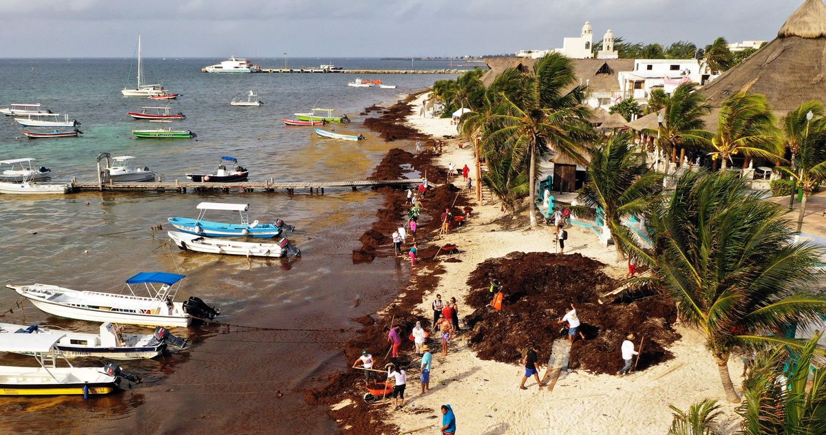 Florida, Gulf of Mexico Brace for Stinking Seaweed Blob