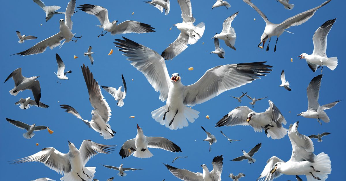 Italian Seagulls Are Wreaking Havoc on Al Fresco Dining