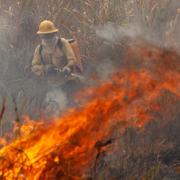 Fires Rage In Amazon Rain Forest, The Pantanal In Brazil