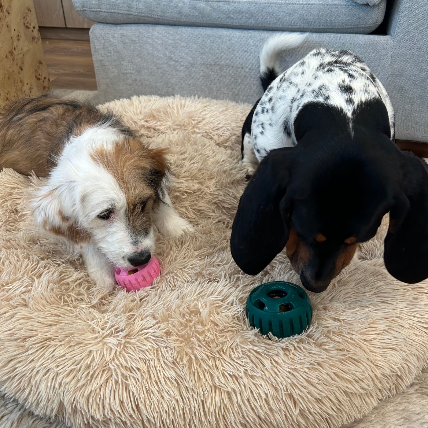 My Dogs Fight Over This Refillable Puzzle Treat | The Strategist