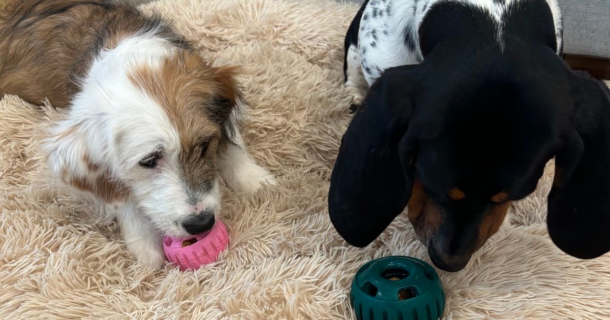 My Dogs Fight Over This Refillable Puzzle Treat | The Strategist