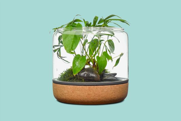 Modern Sprout Sanctuary Temperate Open Terrarium