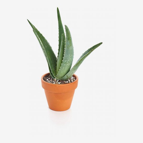 Shop Succulents Aloe Vera in Grow Pot