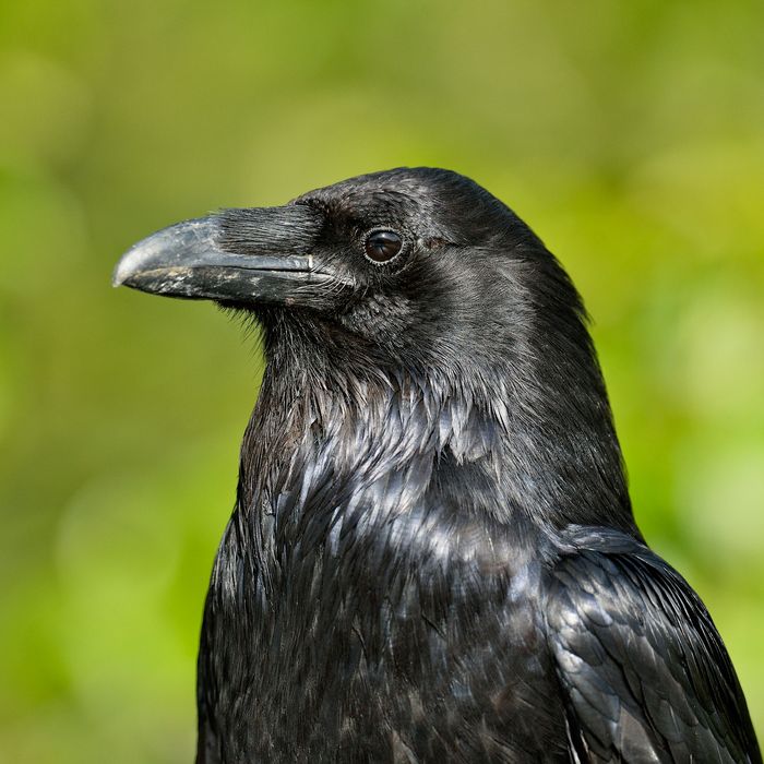 Crows Continue To Be Terrifyingly Intelligent Science Of Us 