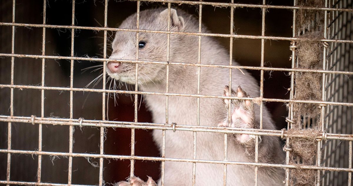 Millions of Mink Slaughtered in Denmark Over Health Concerns