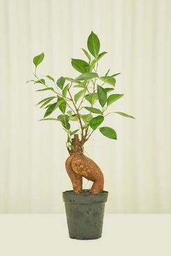 Ficus Ginseng