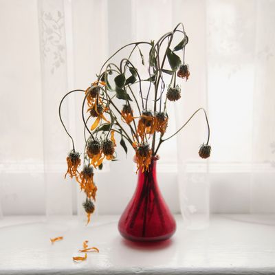 Bouquet of wilting flowers in windowsill