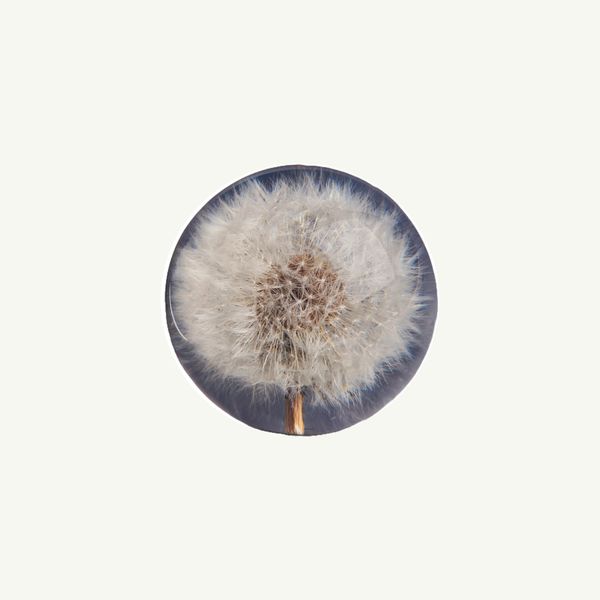 Mr. Boddington’s Studio Dandelion Paperweight