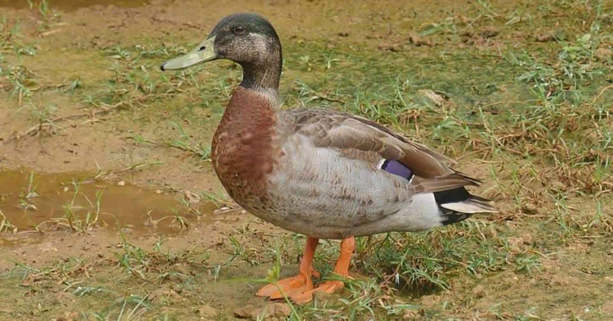 Fly On Trevor Shirt Lonely Duck Niue Pacific Island Travel Fly On Trevor Shirt Lonely Duck Niue Pacific Island Travel