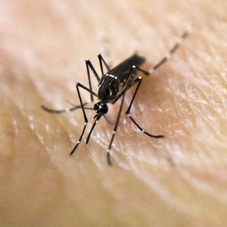 COLOMBIA-SCIENCE-HEALTH-ZIKA-VIRUS