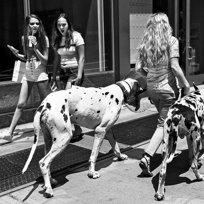Girls react asd a woman walks her dogs in NYC, June 21, 2016. (Photo/Andres Kudacki)