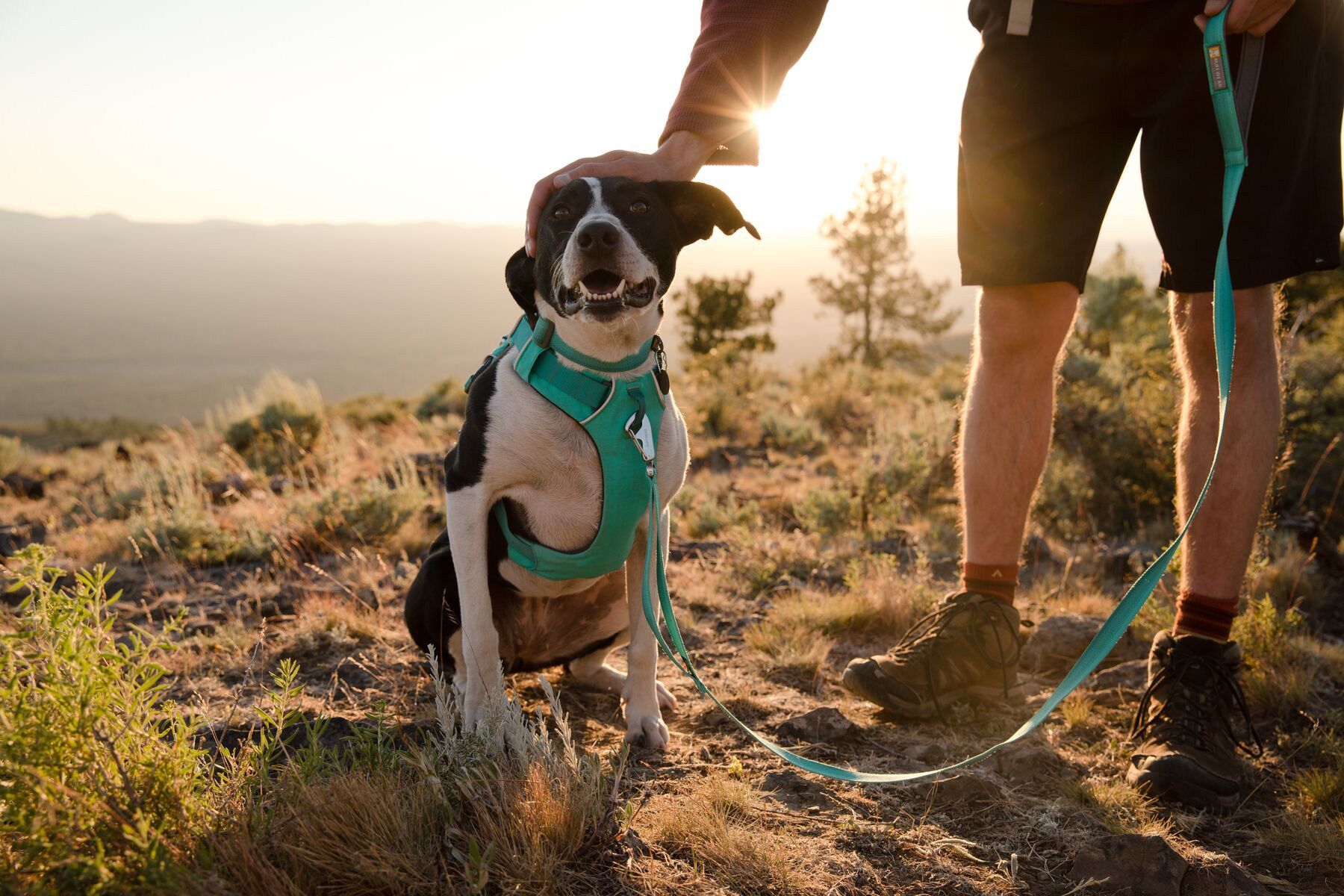 9 Best Dog Harnesses 2022 | The Strategist
