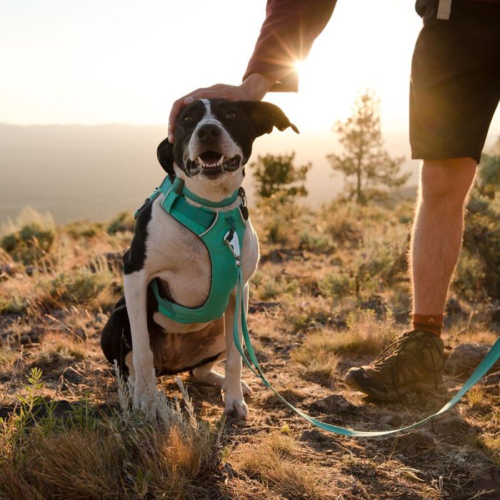 are dog harnesses better than collars