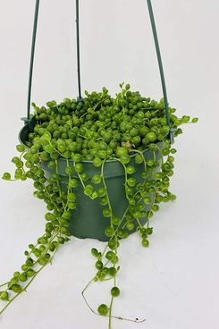 Jmbamboo - Large String of Pearls Succulent- 6