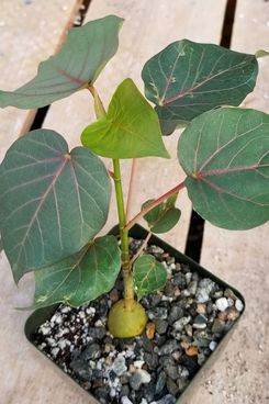 Rock Fig