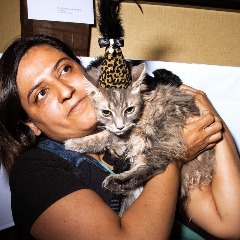 See the Stylish Cats of the Algonquin Cat Fashion Show