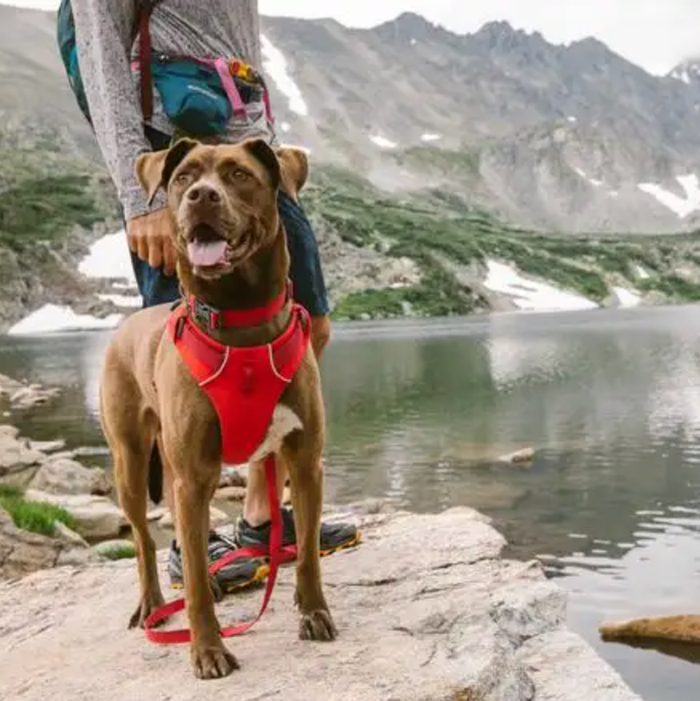 gooby dog harness how to put on