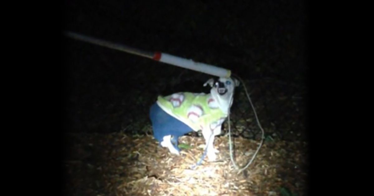 Dog Found Wearing Pants Solves If Dog Wore Pants Meme Debate