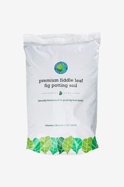 Fiddle Leaf Fig Plant Resource Premium Fiddle Leaf Fig Tree Potting Soil