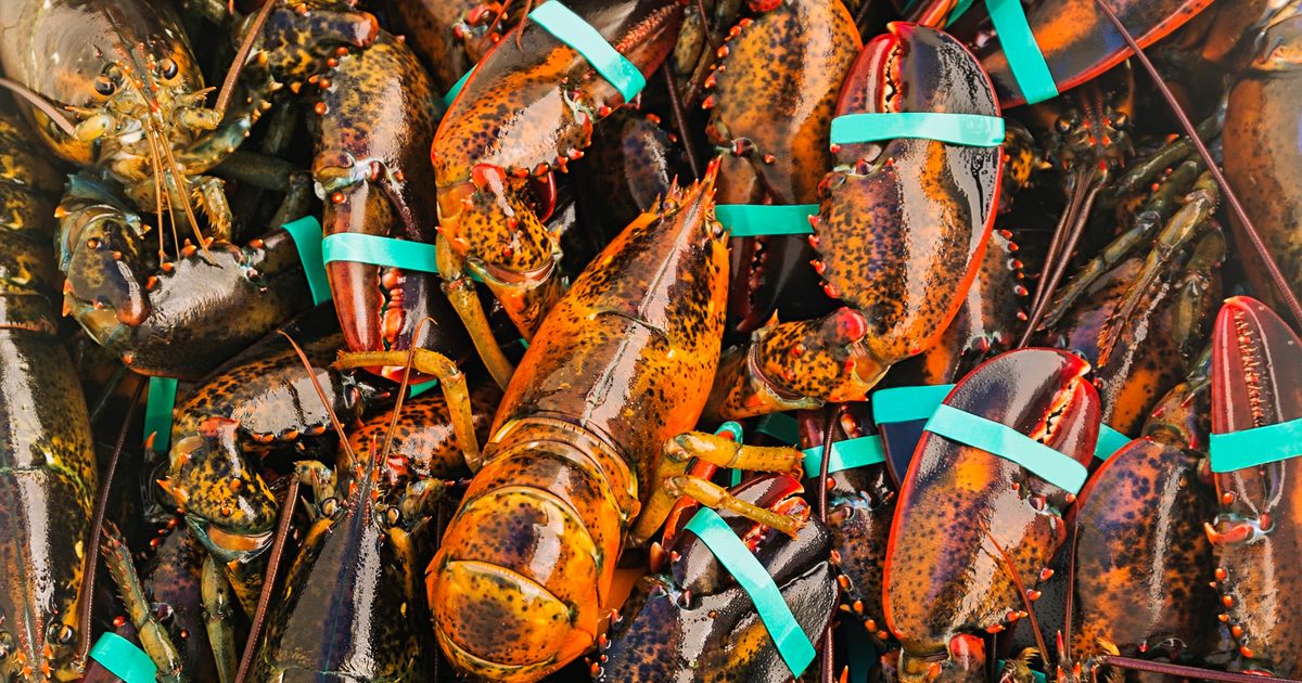 Climate Change Is Decimating Maine’s Lobster Population