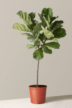 The Sill Large Fiddle Leaf Fig Tree