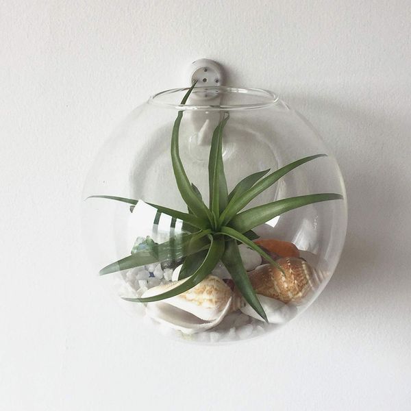 Pack of 6 Glass Planters Wall Hanging Planters