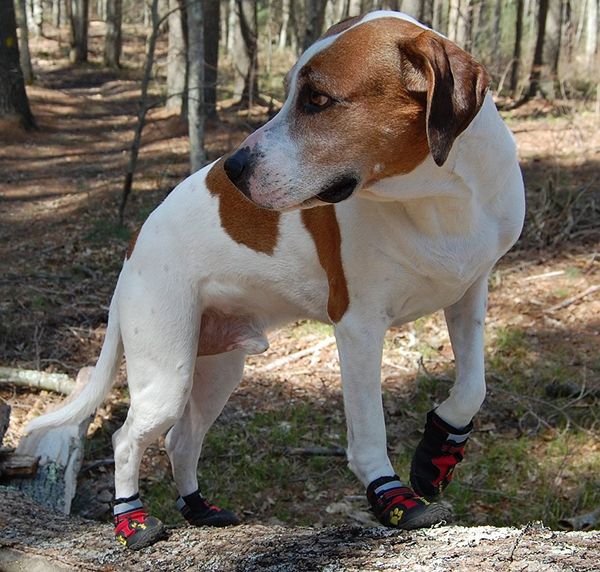 My Busy Dog Water Resistant Dog Shoes