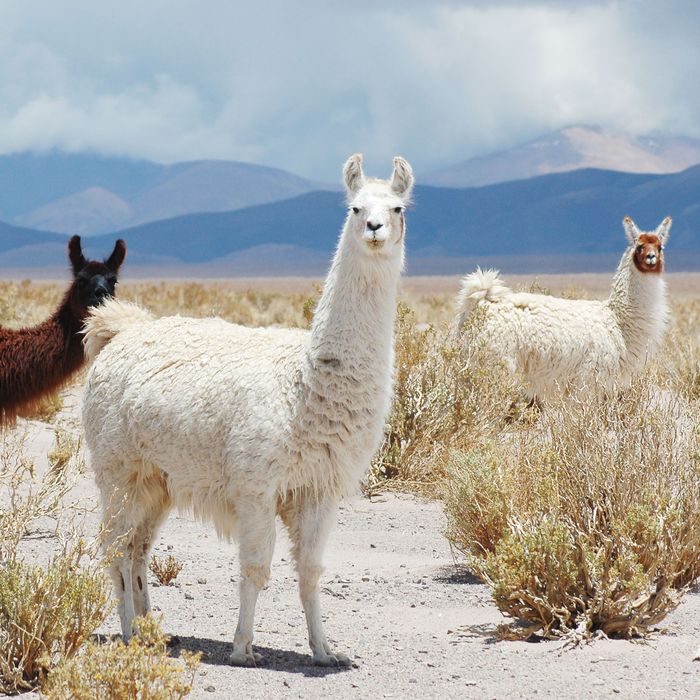 Can Llamas Save Us From the Coronavirus?