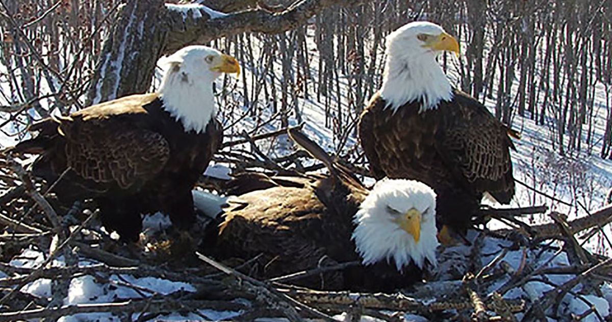 3 eagles